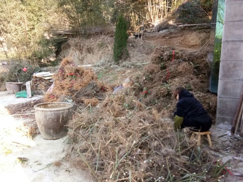 覆盆子基地苗
