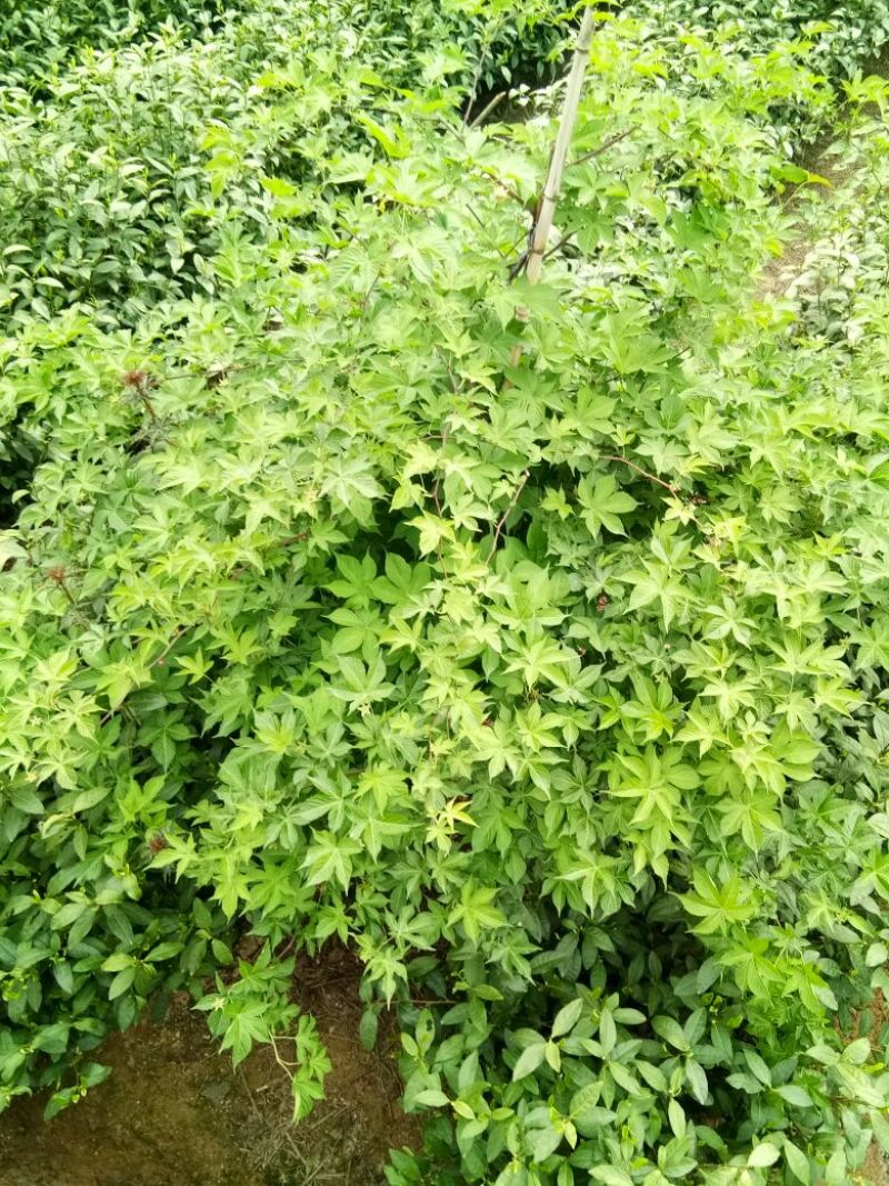 覆盆子基地苗