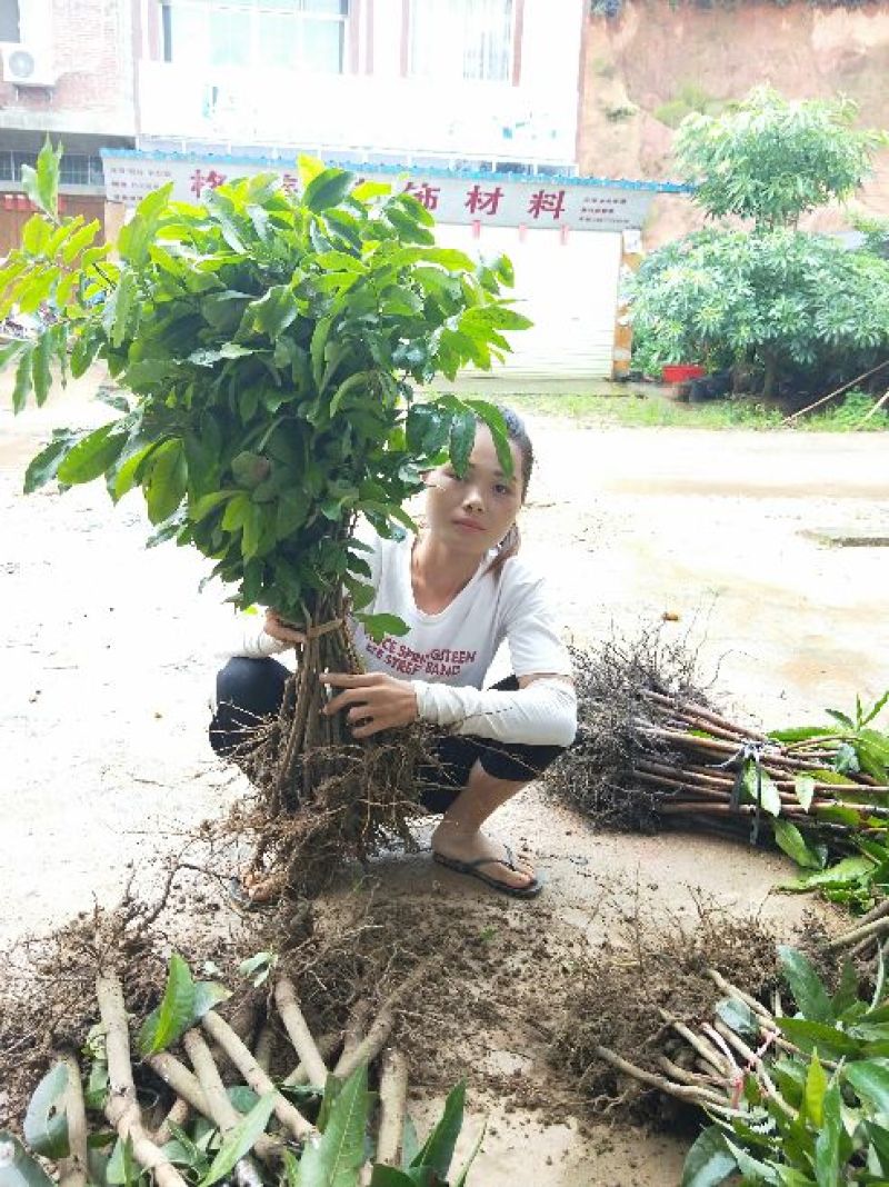 石硖龙眼苗四季龙眼储良龙眼嫁接正品苗