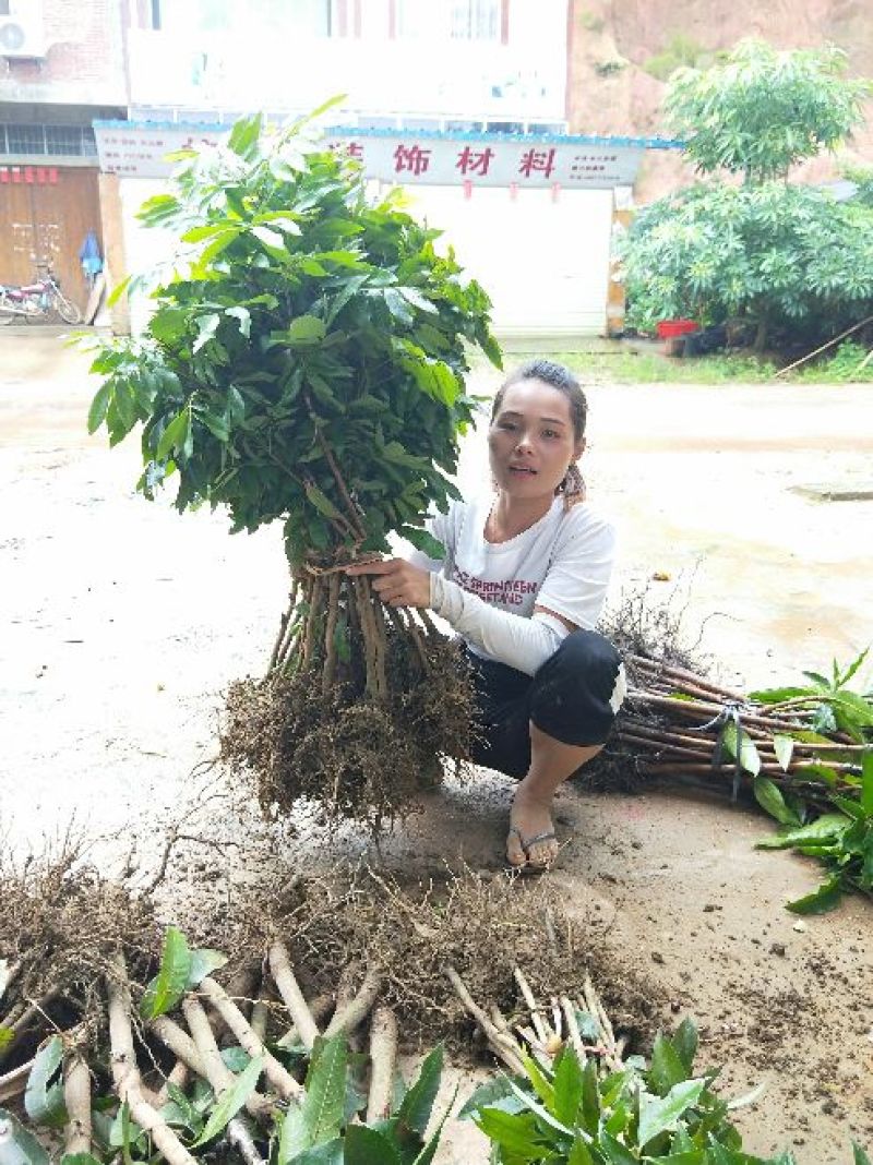 石硖龙眼苗四季龙眼储良龙眼嫁接正品苗
