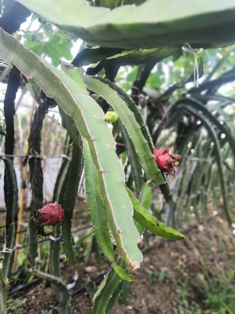 火龙果