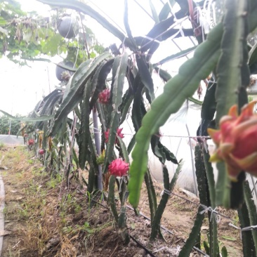 火龙果