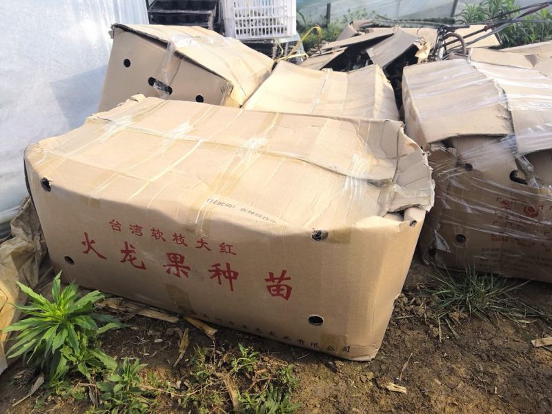 火龙果