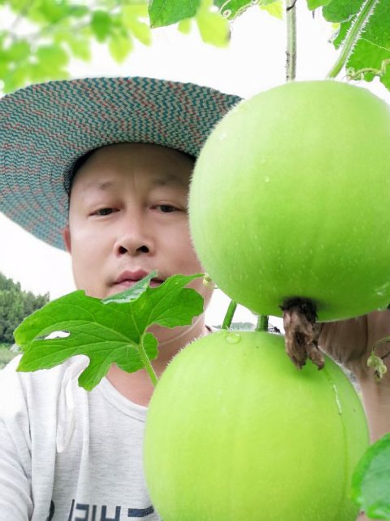 香芋冬瓜，芋香冬瓜，芋头冬瓜，新品种，可以生吃的冬瓜