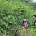 覆盆子苗覆盆子基地苗