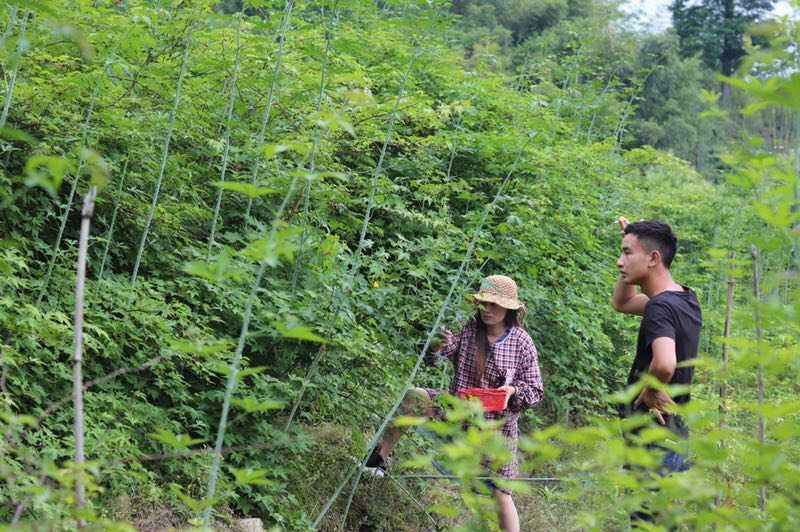 覆盆子苗覆盆子基地苗