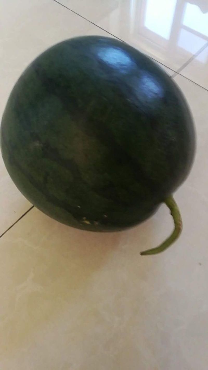 打瓜