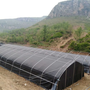 食用菌大棚建设，各种菌类大棚厂家