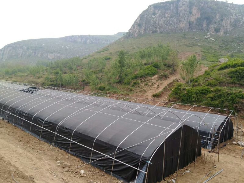 食用菌大棚建设，各种菌类大棚厂家
