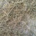 披碱草种子