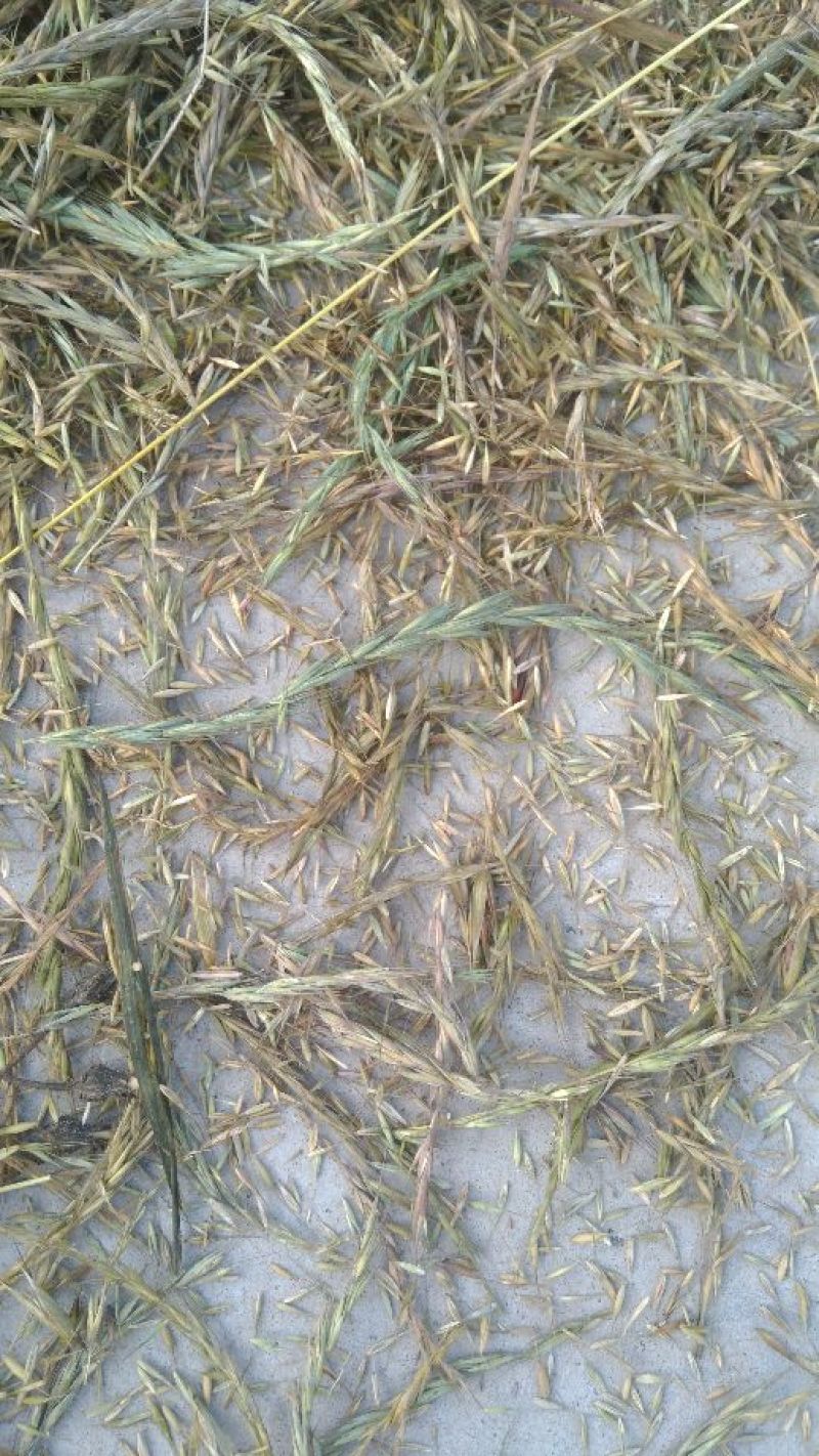 披碱草种子