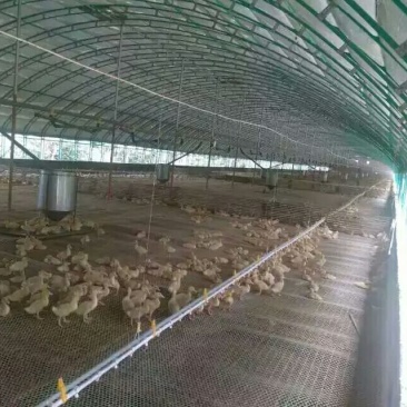 养殖大棚连栋大棚