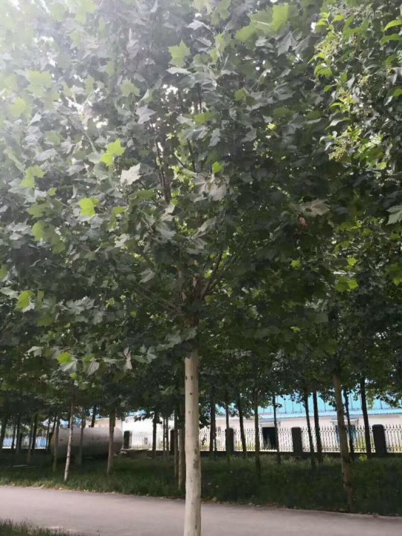 河南南阳供应法桐8_15公分，，，，，，