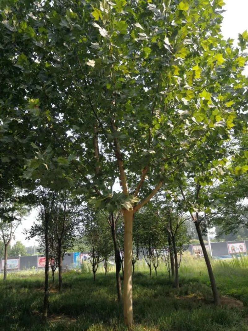 河南南阳供应法桐8_15公分，，，，，，
