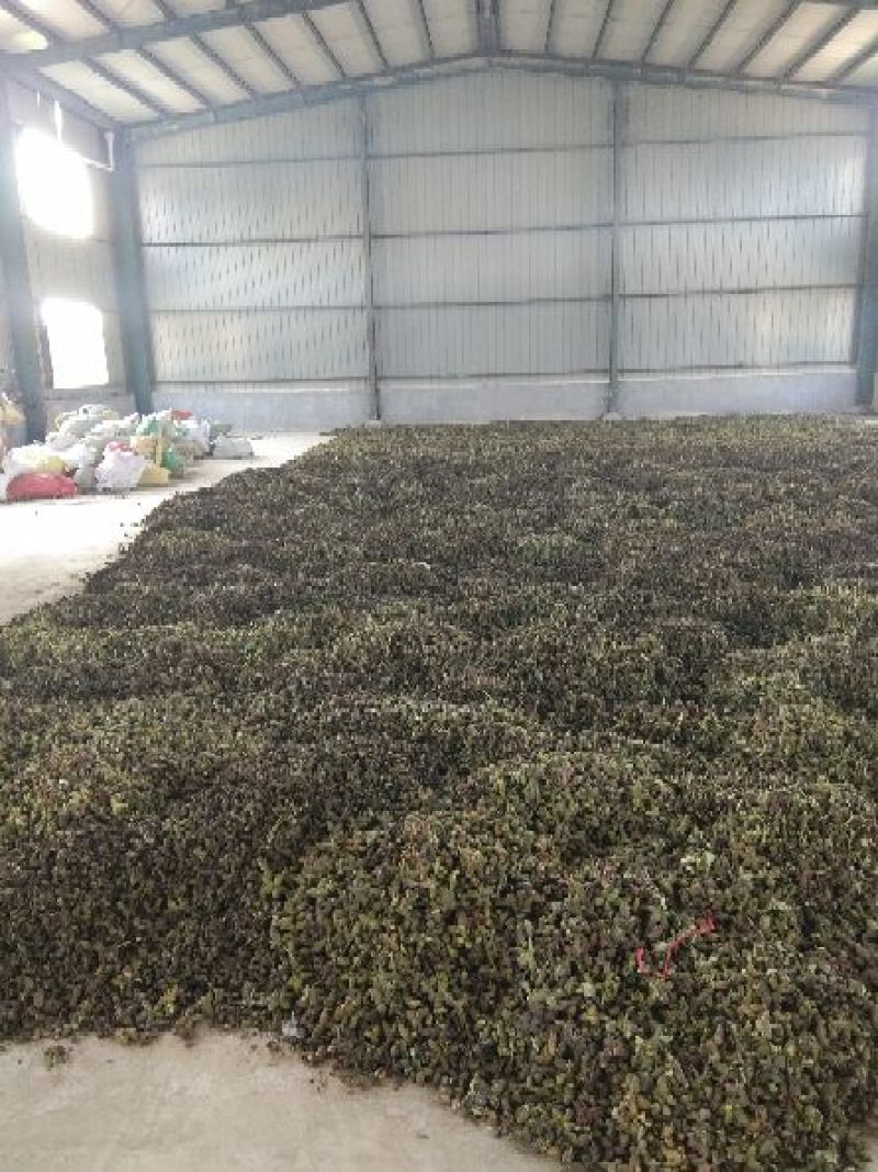 赤芍种子，量大从优，保证品质，一手货源，