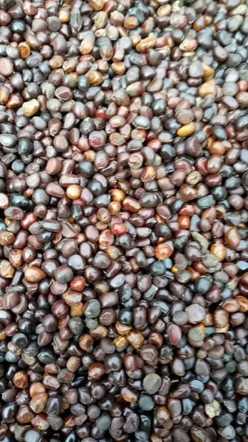 赤芍种子，量大从优，保证品质，一手货源，