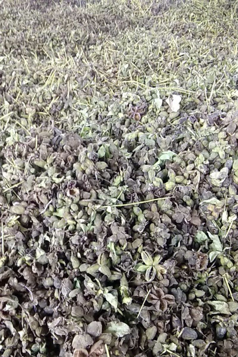 赤芍种子，量大从优，保证品质，一手货源，