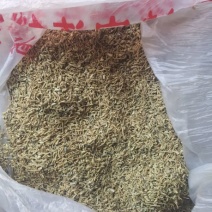 湖北黄槐米，野生资源好货不多