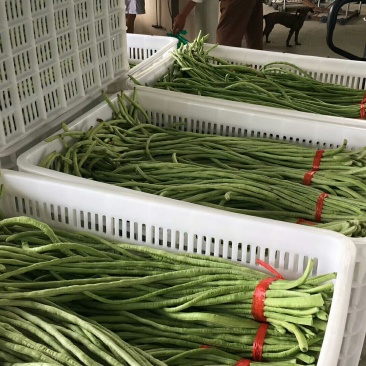 豇豆