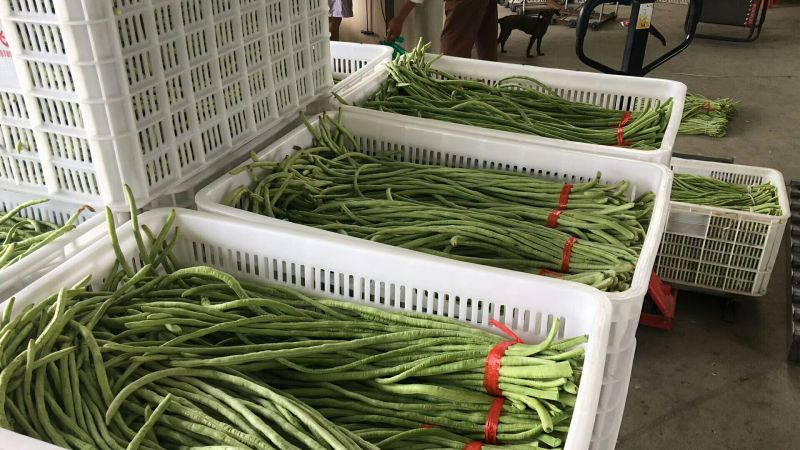 豇豆