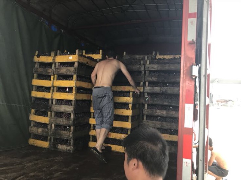 【实力供应】河北巨峰葡萄，产地直销，个头均匀，皮薄肉厚