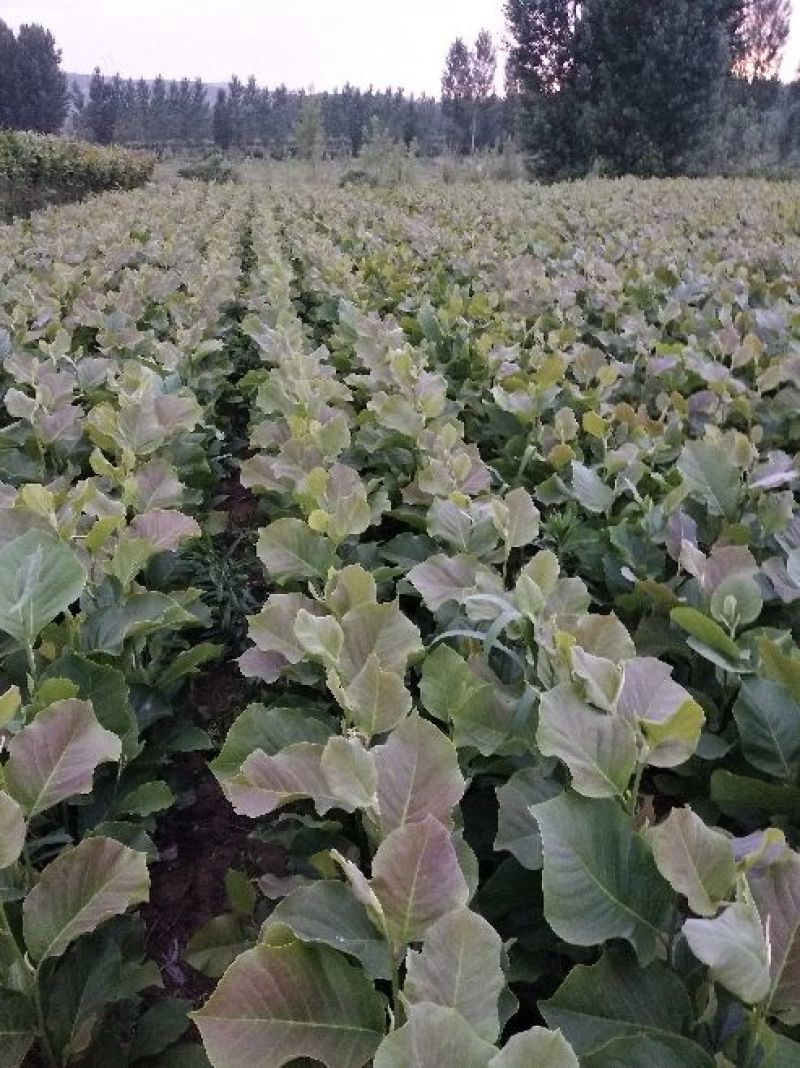 玉兰苗保证嫁接红玉兰苗提供种植技术