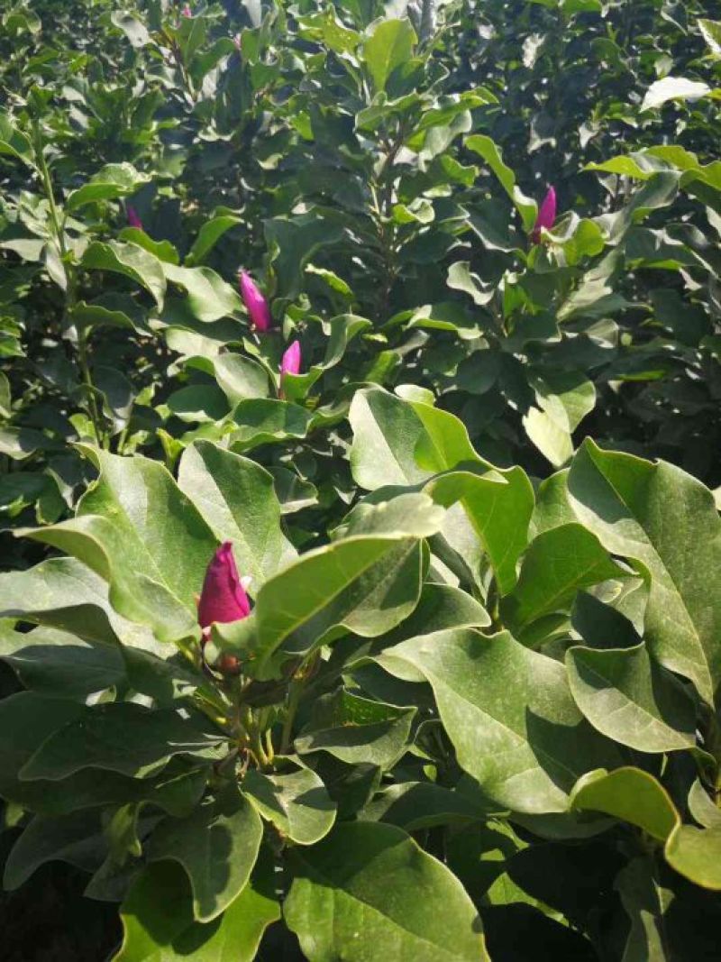 玉兰苗保证嫁接红玉兰苗提供种植技术