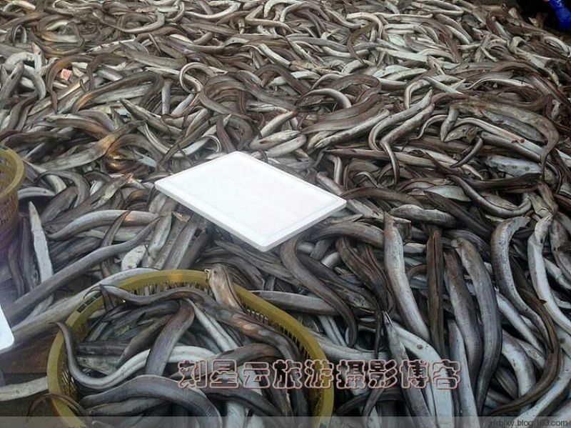鳗鱼
