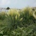 矮蒲苇公园景观点缀四季常青植物观赏基地直发