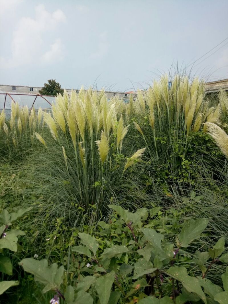 矮蒲苇公园景观点缀四季常青植物观赏基地直发