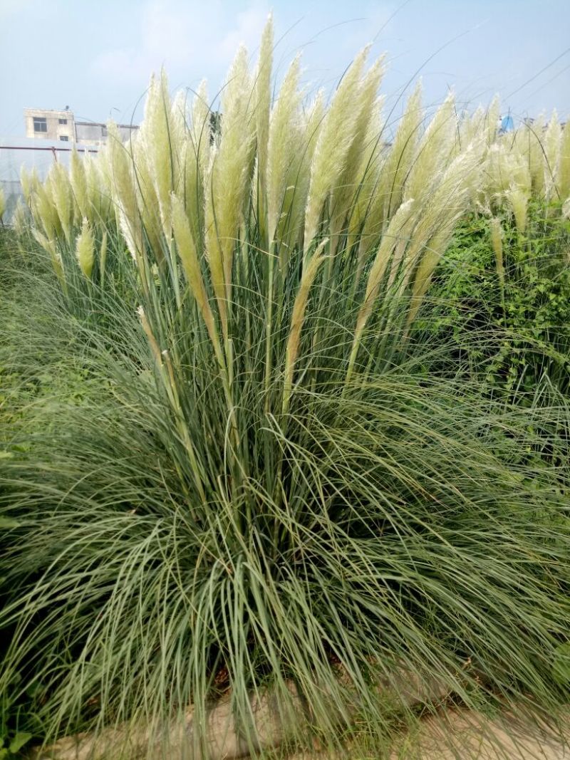 矮蒲苇公园景观点缀四季常青植物观赏基地直发