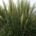 矮蒲苇公园景观点缀四季常青植物观赏基地直发
