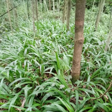 鸢尾