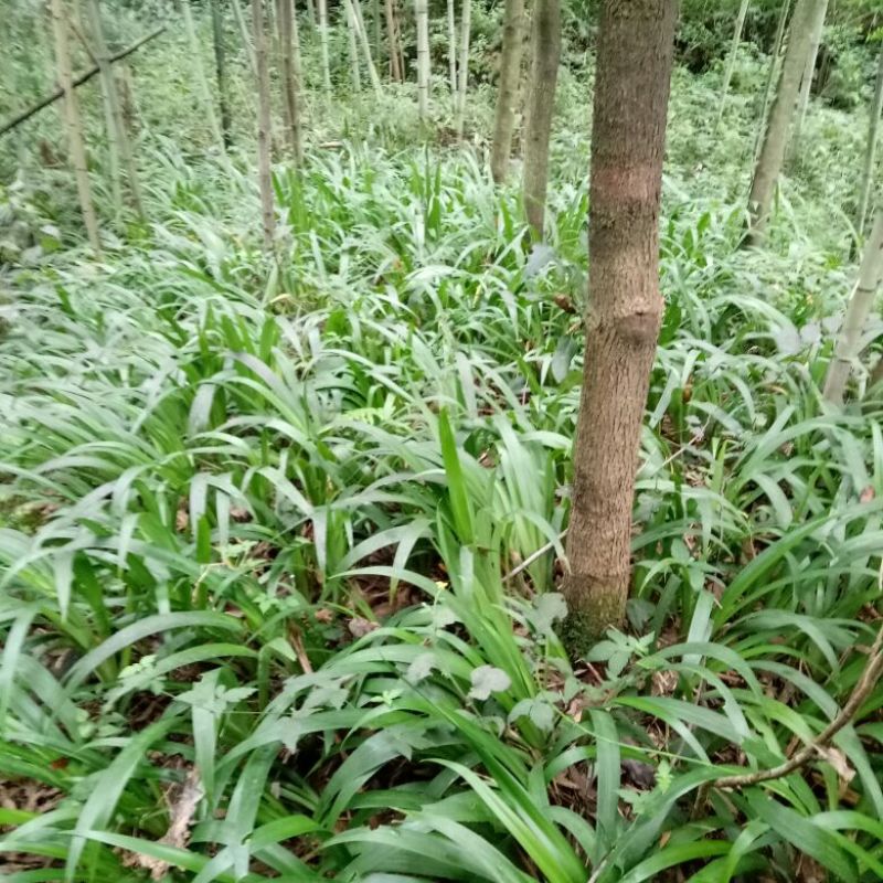 鸢尾