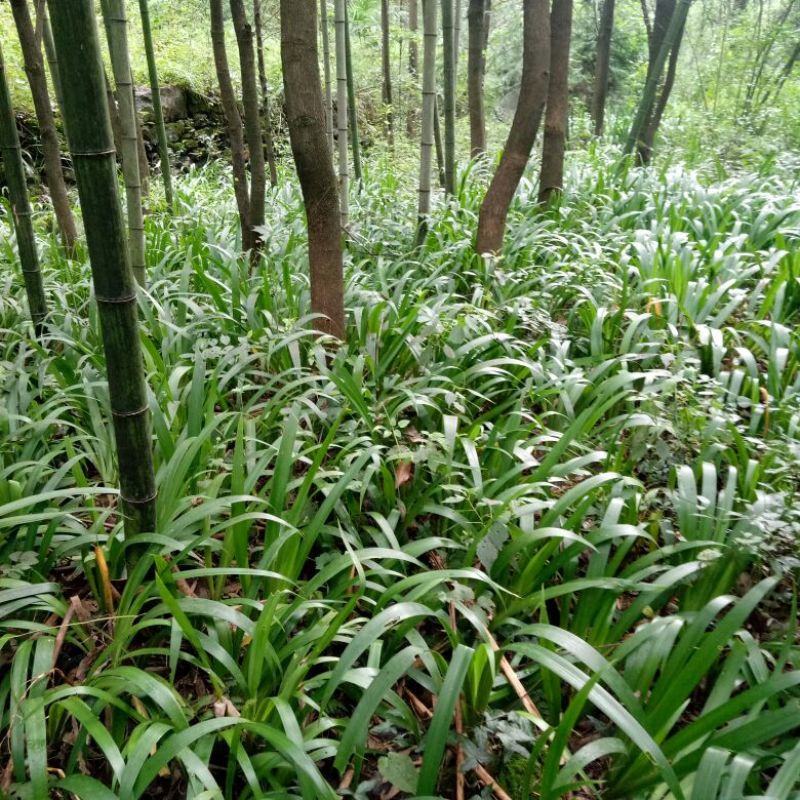 鸢尾