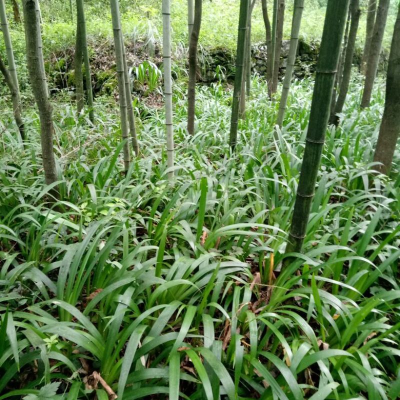 鸢尾