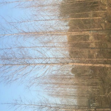 水杉12公分