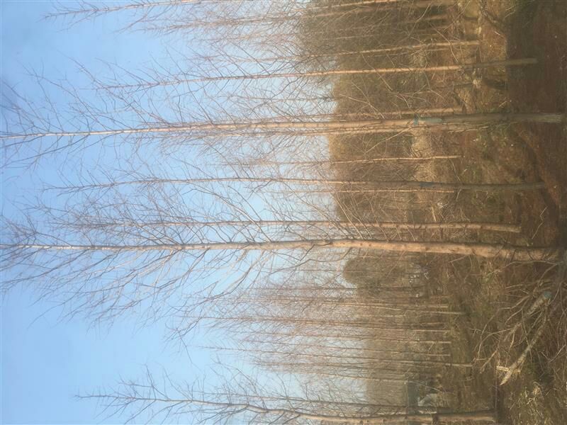 水杉12公分