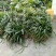 吉祥草大量出售