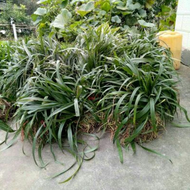 吉祥草大量出售