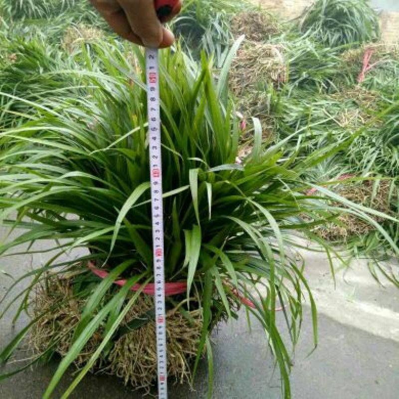 吉祥草大量出售