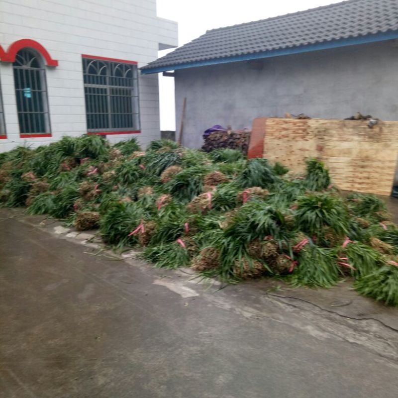 吉祥草大量出售