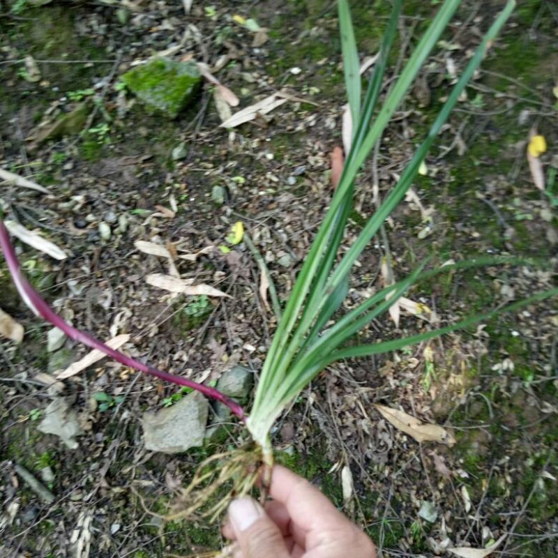 吉祥草大量出售