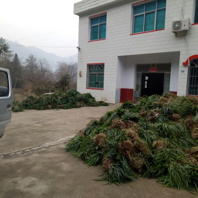 吉祥草大量出售