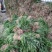 吉祥草大量出售