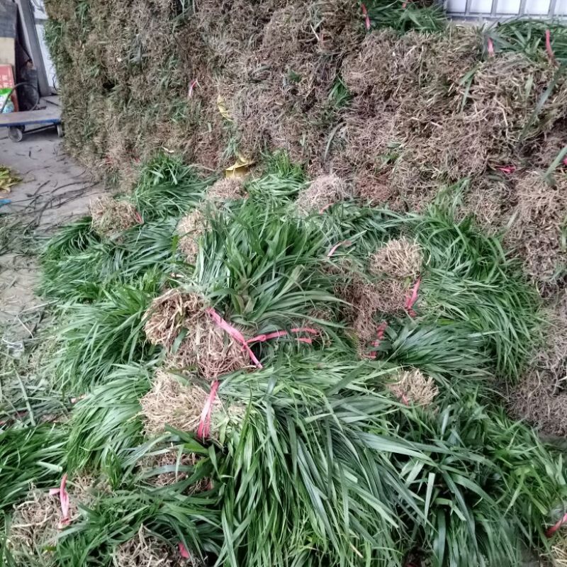 吉祥草大量出售