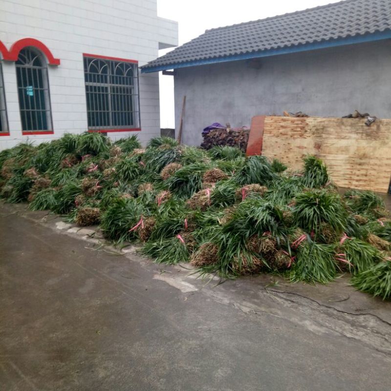 吉祥草大量出售