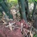 玉兰笋