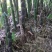 毛笋，又叫苦笋
