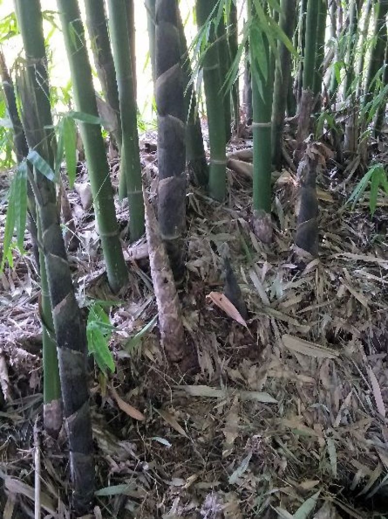 毛笋，又叫苦笋